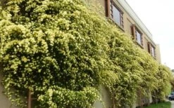 Lady Banks Yellow Rose - 3 Gallon Pot -Plant Serie Store Picture Rose Lady Banks Trellis 2