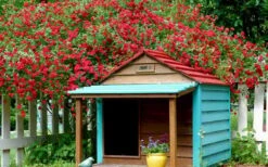 Red Cascade Miniature Climbing Rose - 6 Pack Of 1 Gallon Pots -Plant Serie Store Picture Rose Red Cascade 1