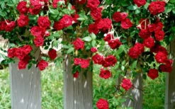 Red Cascade Miniature Climbing Rose - 6 Pack Of 1 Gallon Pots -Plant Serie Store Picture Rose Red Cascade 11