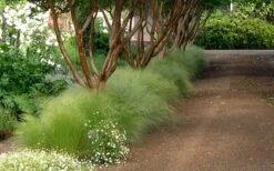 Pony Tails Mexican Feather Grass - Stipa Tennuissima - 1 Gallon Pot -Plant Serie Store Picture Stipa Tenuissima 10
