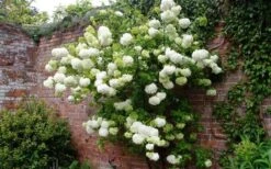 Chinese Snowball Viburnum Bush - 7 Gallon Pot (3-4') 15 Chinese Snowball Viburnum Bush - 7 Gallon Pot (3-4') -Plant Serie Store Picture Viburnum Chinese Snowball Espalier 2