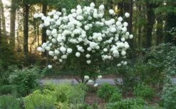 Chinese Snowball Viburnum Bush - 3 Gallon Pot -Plant Serie Store Picture Viburnum Chinese Snowball Tree 1