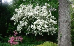 Chinese Snowball Viburnum Bush - 7 Gallon Pot (2-3') -Plant Serie Store Picture Viburnum Chinese Snowball Tree 2 1