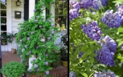 Amethyst Falls Wisteria Vine - 3 Gallon Pot -Plant Serie Store Picture Wisteria Amethyst Falls 2