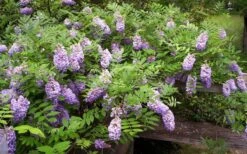 Amethyst Falls Wisteria Vine - 3 Gallon Pot -Plant Serie Store Picture Wisteria Amethyst Falls 5