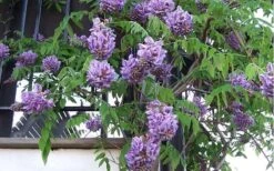 Amethyst Falls Wisteria Vine - 3 Gallon Pot -Plant Serie Store Picture Wisteria Amethyst Falls Vine 1