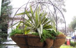 Color Guard Yucca - 6 Pack Of 1 Gallon Pots -Plant Serie Store Picture Yucca Color Guard Basket 1
