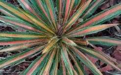 Color Guard Yucca - 6 Pack Of 1 Gallon Pots -Plant Serie Store Picture Yucca Color Guard Fall Color