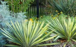 Color Guard Yucca - 3 Gallon Pot -Plant Serie Store Picture Yucca Color Guard Landscape 1