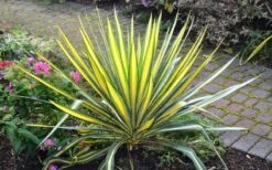 Color Guard Yucca - 6 Pack Of 1 Gallon Pots -Plant Serie Store Picture Yucca Color Guard Plant