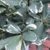Variegated Pittosporum (Japanese Mock Orange) - 3 Gallon Pot -Plant Serie Store Pittosporum Variegated 10