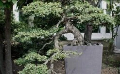 Variegated Pittosporum - Japanese Mock Orange - 1 Gallon Pot 15 Variegated Pittosporum - Japanese Mock Orange - 1 Gallon Pot -Plant Serie Store Pittosporum Variegated Bonsai 1