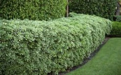 Variegated Pittosporum (Japanese Mock Orange) - 3 Gallon Pot 14 Variegated Pittosporum (Japanese Mock Orange) - 3 Gallon Pot -Plant Serie Store Pittosporum variegated 50