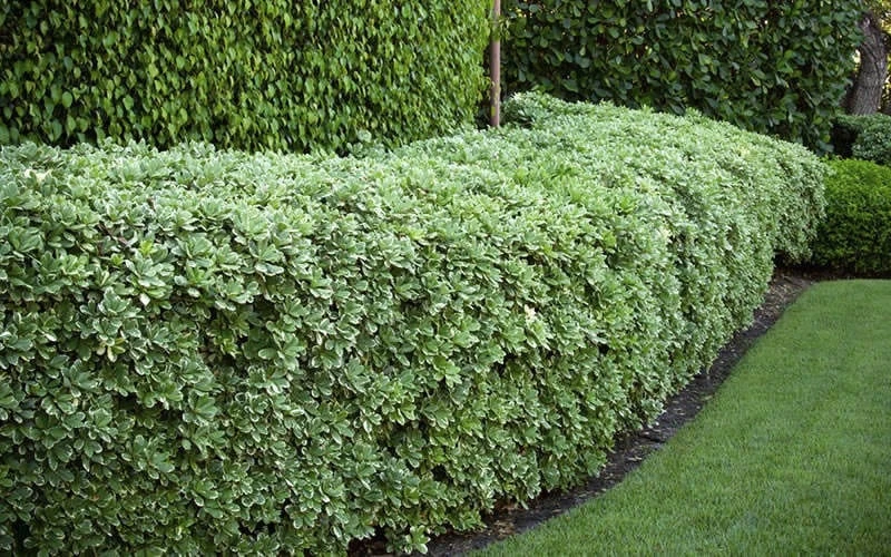 Variegated Pittosporum (Japanese Mock Orange) - 3 Gallon Pot 8 Variegated Pittosporum (Japanese Mock Orange) - 3 Gallon Pot - Image 6