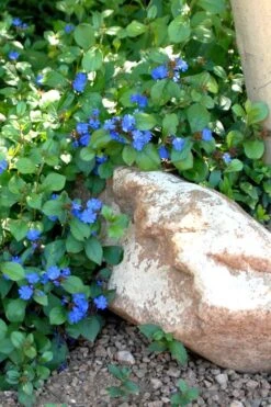 Hardy Blue Plumbago (Ceratostigma Plumbaginoides) - 1 Gallon Pot -Plant Serie Store Plumbago Ceratostigma Rev 500x750 1