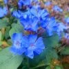 Hardy Blue Plumbago (Ceratostigma Plumbaginoides) - 1 Gallon Pot -Plant Serie Store Plumbago Hardy Blue 20