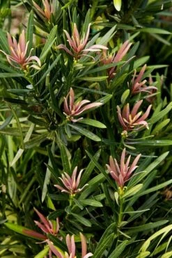 Mood Ring Podocarpus Macrophyllus - 2 Gallon Pot -Plant Serie Store Podocarpus Mood Ring 1