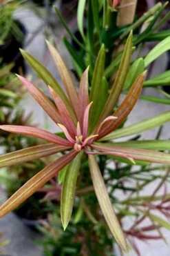 Mood Ring Podocarpus Macrophyllus - 2 Gallon Pot -Plant Serie Store Podocarpus Mood Ring 2