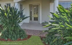 Pringles Dwarf Podocarpus Yew - 3 Gallon Pot -Plant Serie Store Podocarpus Pringles 21