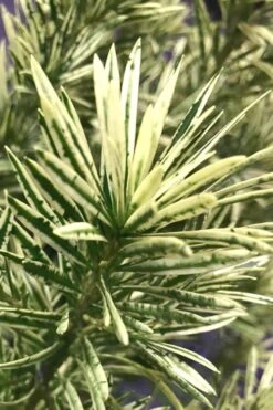 Roman Candles Podocarpus Macrophyllus - 2 Gallon Pot -Plant Serie Store Podocarpus Roman Candle 2 1