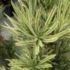 Roman Candles Podocarpus Macrophyllus - 3 Gallon Pot 2 Roman Candles Podocarpus Macrophyllus - 3 Gallon Pot -Plant Serie Store Podocarpus Roman Candle 3
