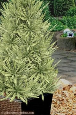Roman Candles Podocarpus Macrophyllus - 3 Gallon Pot -Plant Serie Store Podocarpus Roman Candle 7