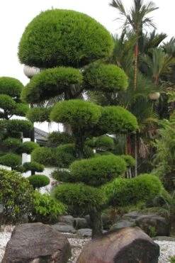 Podocarpus Macrophyllus Upright Yew - 6 Pack Of 1 Gallon Pots -Plant Serie Store Podocarpus Upright Yew 10