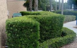 Podocarpus Macrophyllus Upright Yew - 6 Pack Of 1 Gallon Pots -Plant Serie Store Podocarpus Upright Yew 11