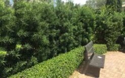 Podocarpus Macrophyllus Upright Yew - 6 Pack Of 1 Gallon Pots -Plant Serie Store Podocarpus Upright Yew 12