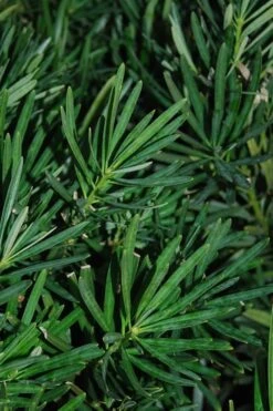 Podocarpus Macrophyllus Upright Yew - 6 Pack Of 1 Gallon Pots -Plant Serie Store Podocarpus Upright Yew 13