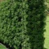 Podocarpus Macrophyllus Upright Yew - 6 Pack Of 1 Gallon Pots -Plant Serie Store Podocarpus Upright Yew 15