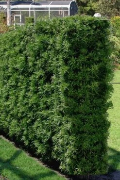Podocarpus Macrophyllus Upright Yew - 6 Pack Of 1 Gallon Pots