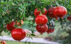 Russian 26 Cold Hardy Pomegranate - 3 Gallon Pot -Plant Serie Store Pomegranate Russian 26 12