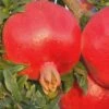 Russian 26 Cold Hardy Pomegranate - 3 Gallon Pot -Plant Serie Store Pomegranate Russian 26 Rev 500x750 1
