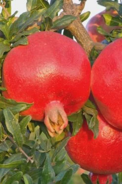 Salavatski Cold Hardy Russian Pomegranate - 1 Gallon Pot -Plant Serie Store Pomegranate Russian 26 Rev 500x750 2