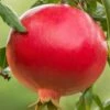 Salavatski Cold Hardy Russian Pomegranate - 1 Gallon Pot -Plant Serie Store Pomegranate Salavatski 1