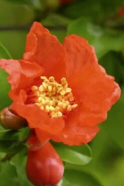 Salavatski Cold Hardy Russian Pomegranate - 1 Gallon Pot -Plant Serie Store Pomegranate Salavatski 3