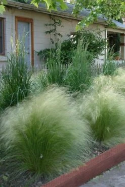 Pony Tails Mexican Feather Grass - Stipa Tennuissima - 1 Gallon Pot -Plant Serie Store Ponytails Grass Mexican Feather Rev 500x750 1