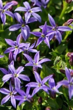 County Park Pratia (Blue Star Creeper) - 10 Pack Of 4" Pots -Plant Serie Store Pratia Country Park Blue Star Creeper 1 1