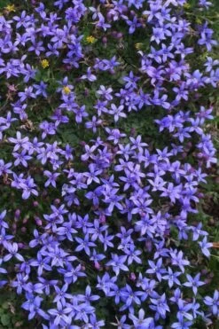 County Park Pratia (Blue Star Creeper) - 10 Pack Of 4" Pots -Plant Serie Store Pratia Country Park Blue Star Creeper 4