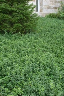 Purple Wintercreeper (Euonymus Fortunei 'Coloratus') - 72 Pack Of Pint Pots -Plant Serie Store Purple Wintercreeper 5