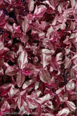 Purple Wintercreeper (Euonymus Fortunei 'Coloratus') - 72 Pack Of Pint Pots -Plant Serie Store Purple Wintercreeper 7