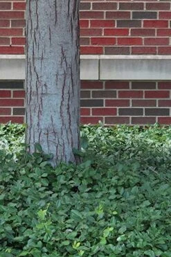 Purple Wintercreeper (Euonymus Fortunei 'Coloratus') - 72 Pack Of Pint Pots -Plant Serie Store Purple Wintercreeper 8