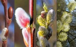 French Pink Pussy Willow - 3 Gallon Pot -Plant Serie Store Pussy Willow Pink Bud Stage 1