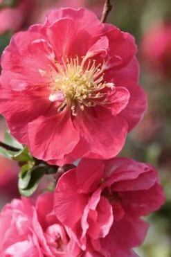 Double Take Pink Storm Flowering Quince - 2 Gallon Pot -Plant Serie Store Quince Double Take Pink 1