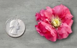 Double Take Pink Storm Flowering Quince - 2 Gallon Pot -Plant Serie Store Quince Double Take Pink 11