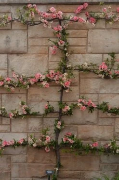 Toyo Nishiki Flowering Quince - Chaenomeles Speciosa - 2 Gallon Pot 14 Toyo Nishiki Flowering Quince - Chaenomeles Speciosa - 2 Gallon Pot -Plant Serie Store Quince Toyo Nishiki 4