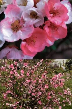 Toyo Nishiki Flowering Quince - Chaenomeles Speciosa - 5 Gallon Pot -Plant Serie Store Quince Toyo Nishiki 6 1