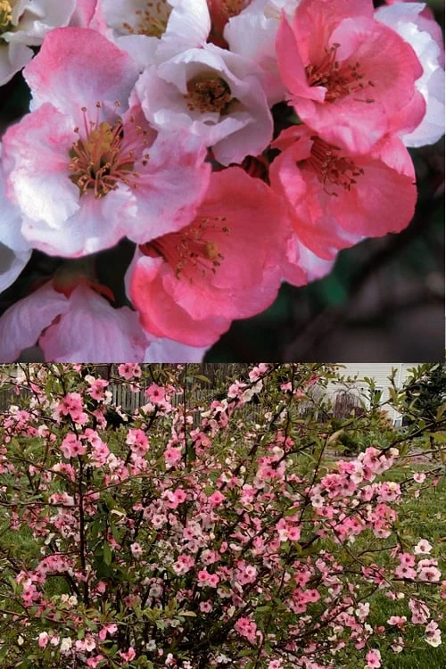Toyo Nishiki Flowering Quince - Chaenomeles Speciosa - 2 Gallon Pot 6 Toyo Nishiki Flowering Quince - Chaenomeles Speciosa - 2 Gallon Pot - Image 4