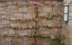 Toyo Nishiki Flowering Quince - Chaenomeles Speciosa - 2 Gallon Pot 15 Toyo Nishiki Flowering Quince - Chaenomeles Speciosa - 2 Gallon Pot -Plant Serie Store Quince Toyo Nishiki 9